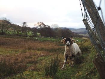 Sheep on field against sky