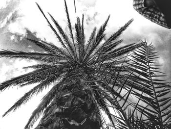 Low angle view of palm tree against sky