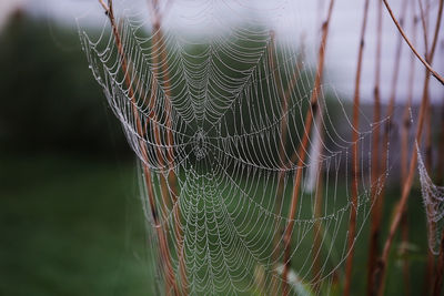 Close-up of spider web