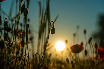 Close-up of stalks in field against sky during sunset