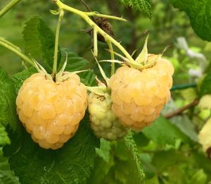 Close-up of plant