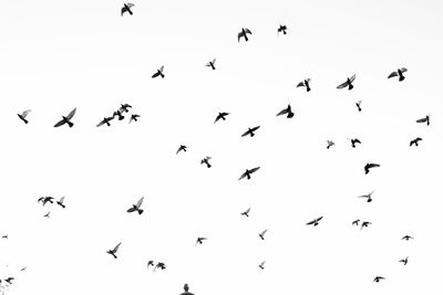 Low angle view of birds flying against clear sky