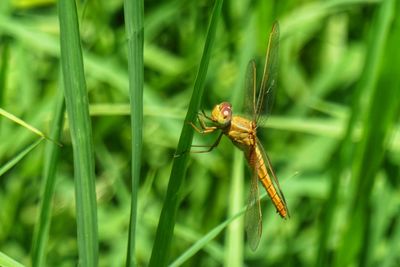 Close-up of dragonfly on grass