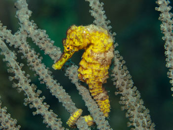 Hippocampus reidi, the longsnout seahorse