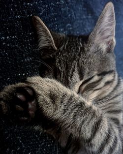 Close-up of cat sleeping