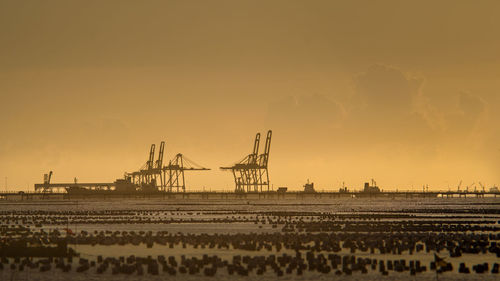 Cranes at sunset