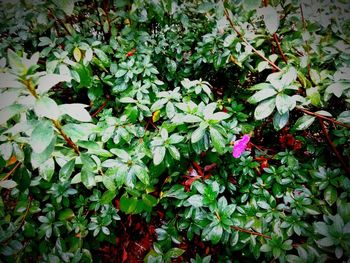 Close-up of ivy growing on plant