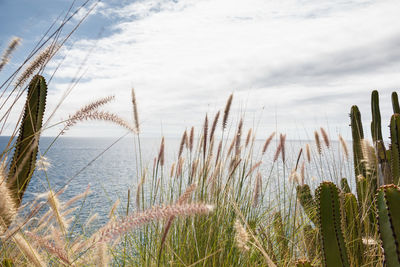 Close-up of fresh plants against sky
