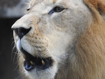 Close-up of a horse