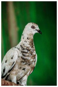 Close-up of a bird