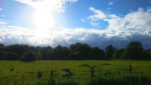 Sheep grazing on field against sky