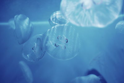 Close-up of jellyfish swimming in sea