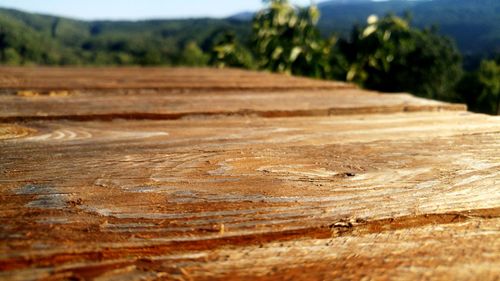 Close-up of tree stump