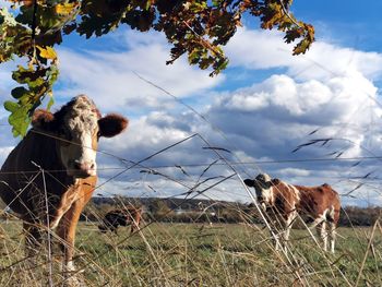 Cow in a field