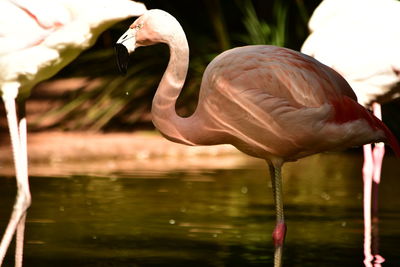 Close-up of bird in lake