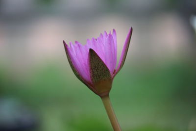 Close-up of pink crocus flower