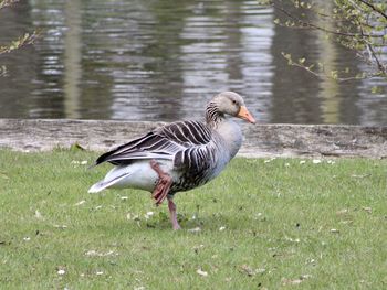 View of bird on grass