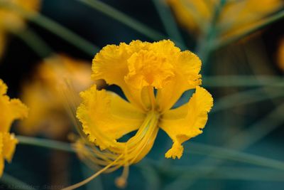 Close-up of yellow flowering plant