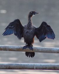 Close-up of bird flying