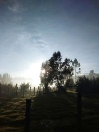 Trees on field against sky