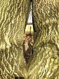 Full frame shot of tree trunk