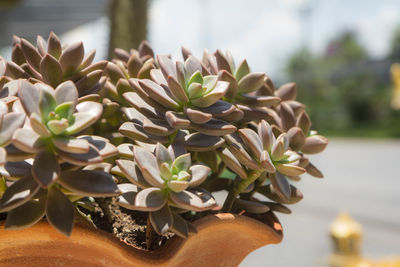 Close-up of potted plant