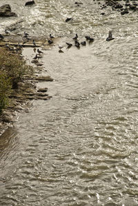 High angle view of birds in water