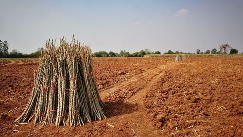 Agricultural field against clear sky