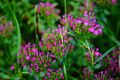 Close-up of pink flowers blooming outdoors