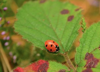 Close-up of ladybug on leaf