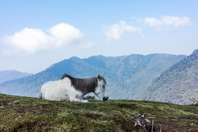 Little pony service at the himalayan mountain