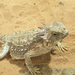 Close-up of lizard on rock