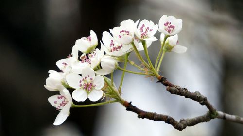 Close-up of apple blossoms in spring