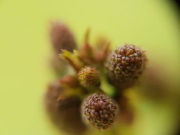 Close up of fruit