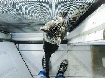 High angle view of cat sitting in car