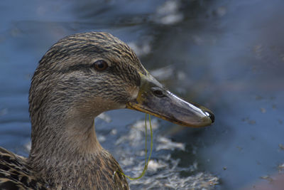 Close-up of a duck in lake