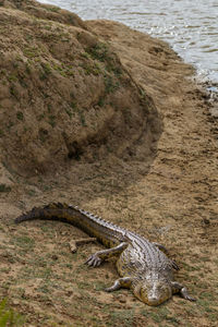 A nile crocodile in erindi, a private owned wild park in namibia