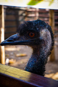 Close-up of a bird