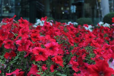 Close-up of red flowers