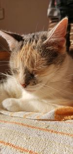 Close-up of cat relaxing on bed