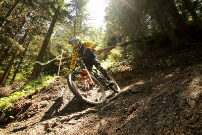 Bicycle parked by trees in forest