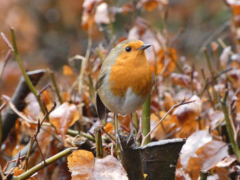 Robin in winter