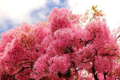 Close-up of pink flower tree against sky