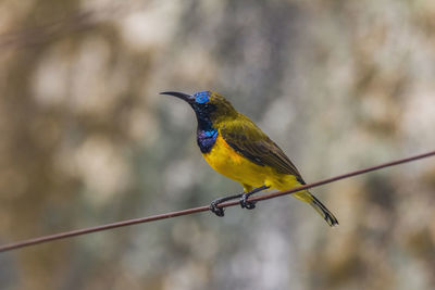 Close-up of bird perching on cable