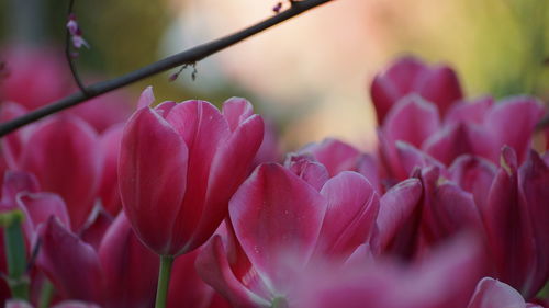 Close-up of pink tulips in park