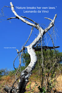 Close-up of bare tree against clear blue sky