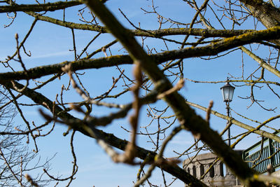 Low angle view of bare tree against sky