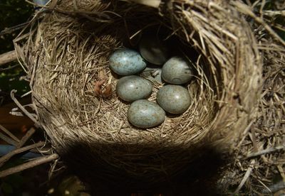 High angle view of bird in nest