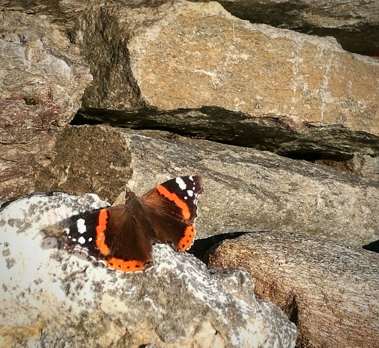 HIGH ANGLE VIEW OF BUTTERFLY ON ROCKS