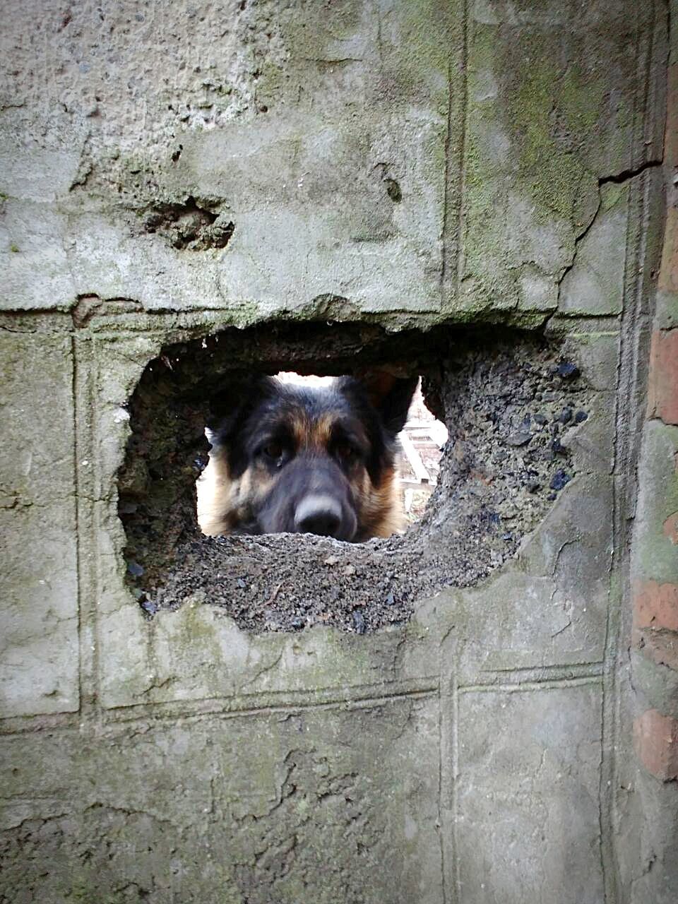 one animal, mammal, animal themes, domestic, animal, pets, dog, canine, domestic animals, vertebrate, peeking, no people, day, wall - building feature, animal body part, portrait, architecture, hole, wall, animal head